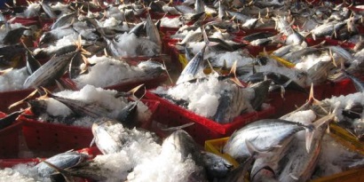 Giá cá ngừ vằn tại Bangkok giảm do cung tăng, cầu giảm