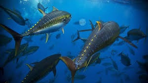 PNA ủng hộ việc tiếp tục hệ thống quản lý ngành cá ngừ