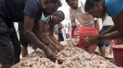 Thái Lan Sản lượng tôm dự kiến đạt 270.000 tấn 