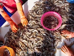 Sản lượng tôm thế giới dự kiến tăng mạnh trong năm 2017