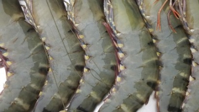 EU Nguồn cung giảm, giá tôm sú tăng 10 – 20%