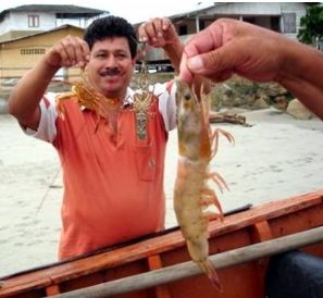 Ecuador Giá tôm sẽ tăng nhờ nhu cầu cao từ Trung Quốc 