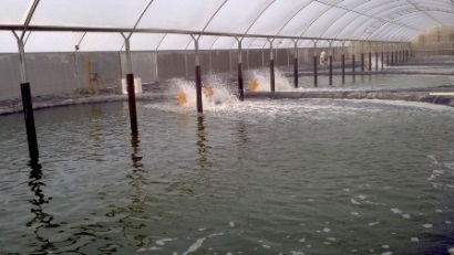 Ấn Độ đối mặt với nhiều vấn đề trong nuôi tôm chân trắng 