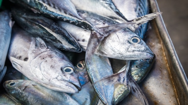 Giá cá ngừ vằn Bangkok vẫn ở mức thấp