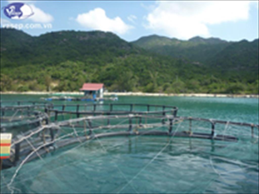 VASEP, SOJITZ và Viện nghiên cứu hải sản khảo sát vùng nuôi cá ngừ tại Khánh Hòa