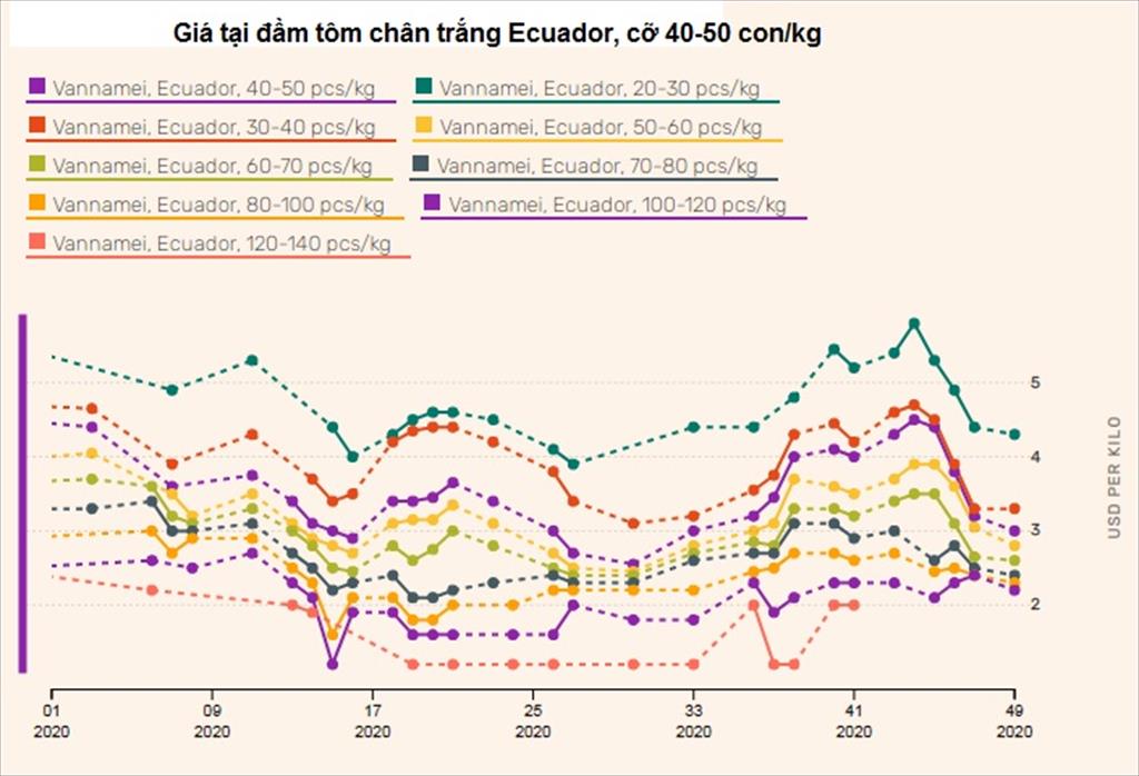 Giá tôm Ecuador giảm