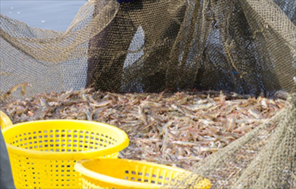 Thái Lan Sản lượng tôm dự kiến phục hồi năm 2021 