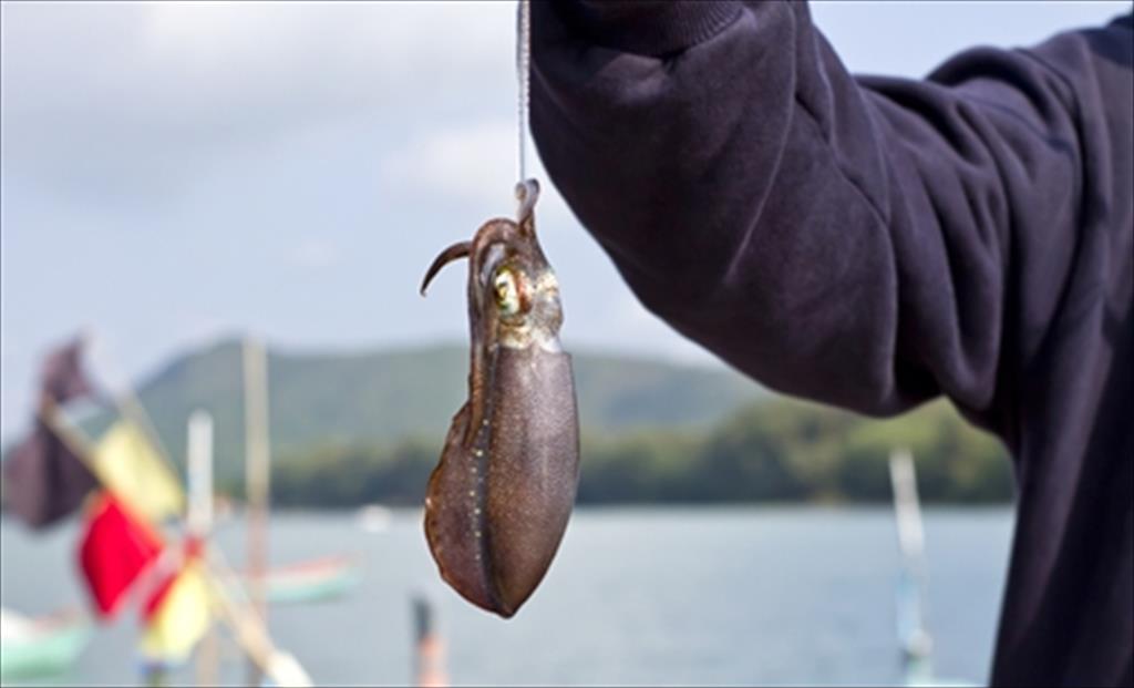 Tháng 102020, Mỹ giảm nhập khẩu mực ống  