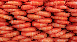 Tháng 112020, Trung Quốc giảm nhập khẩu tôm 