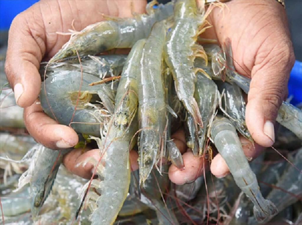 Ấn Độ vạch kế hoạch đầy tham vọng phát triển nuôi trồng thủy sản