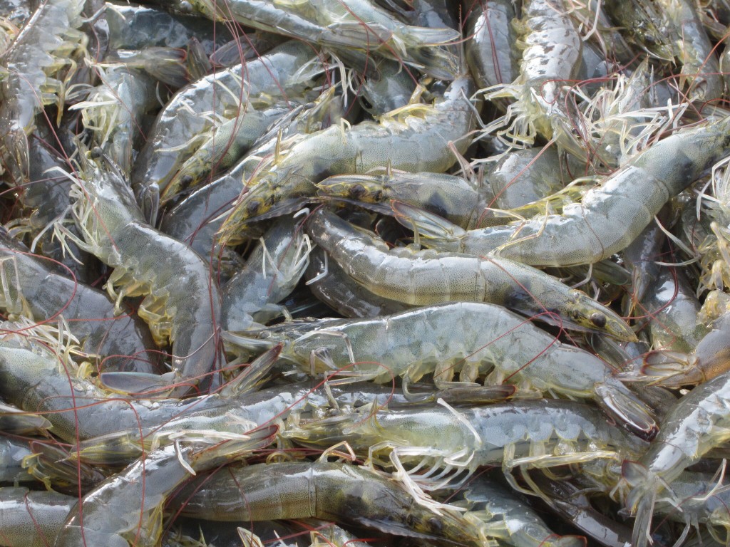 Năm 2021 sản xuất tôm Ecuador sẽ phát triển đa dạng hơn 