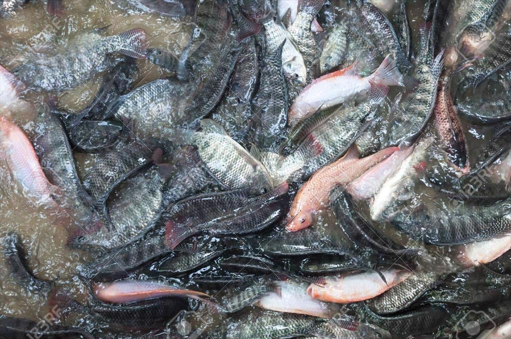 Giá cá rô phi Trung Quốc tăng do thiếu hụt nguồn cung