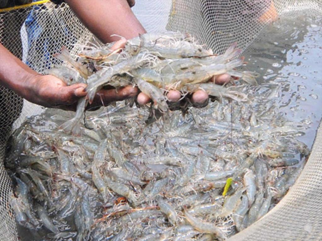 Chính phủ Ấn Độ vào cuộc khi giá tôm giảm do khủng hoảng COVID