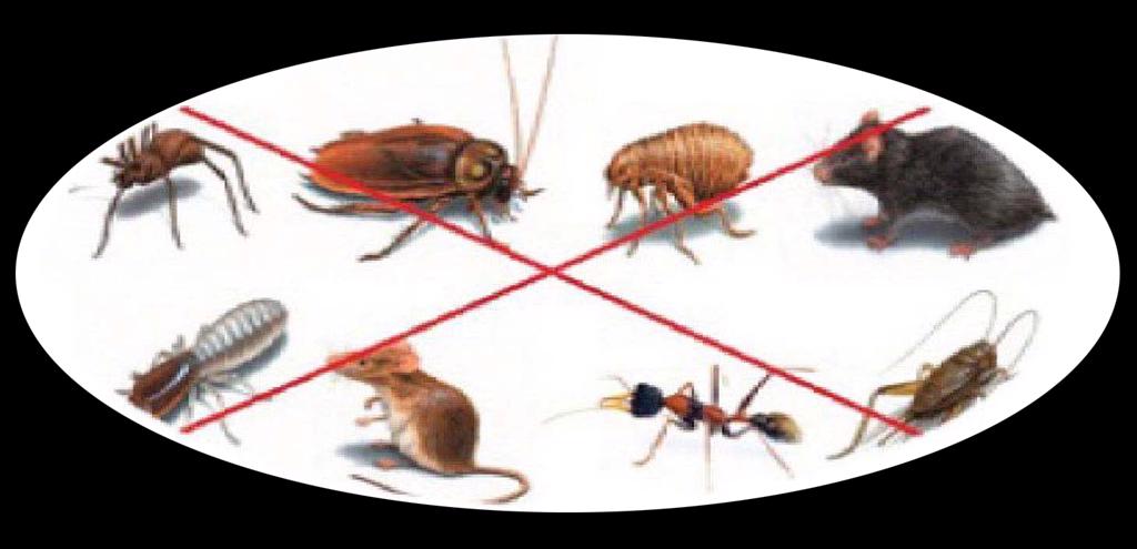 Mời tham dự Khoá tập huấn trực tuyến K.14 Quản lý hiệu quả động vật gây hại trong nhà máy chế biến thủy sản và thực phẩm