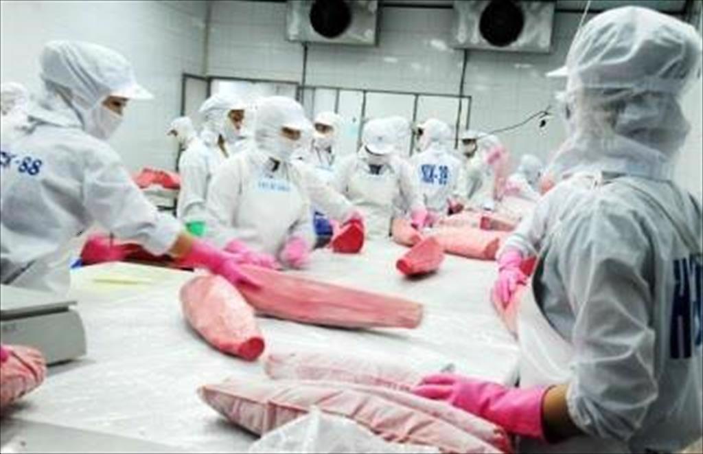 Xuất khẩu cá ngừ tiếp tục duy trì đà tăng trưởng tốt