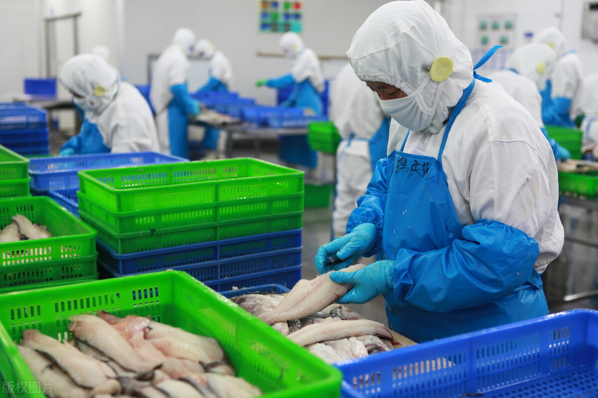 Các nhà chế biến cá thịt trắng đã sẵn sàng rời khỏi Trung Quốc