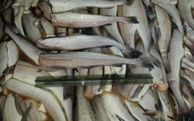 Tháng 52021 Nhập khẩu cá minh thái HG của Trung Quốc tăng trở lại