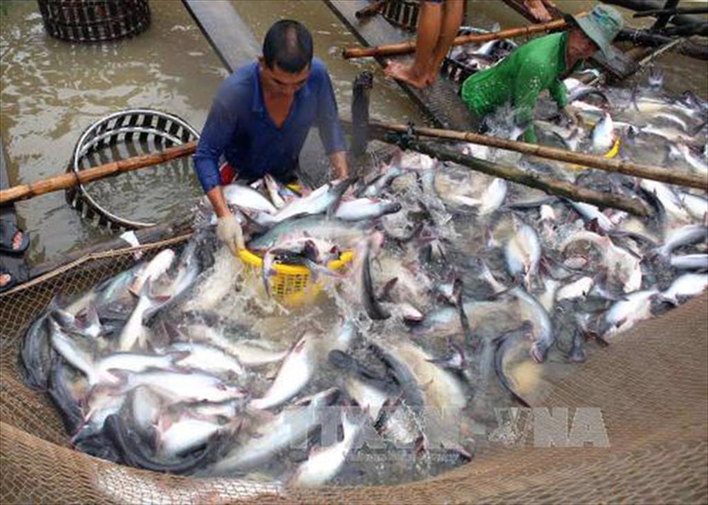 Campuchia bổ sung quy định cho các nhà nhập khẩu cá