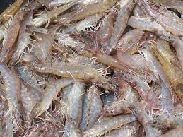 Giá tôm chân trắng Ấn Độ ổn định trong tuần 25