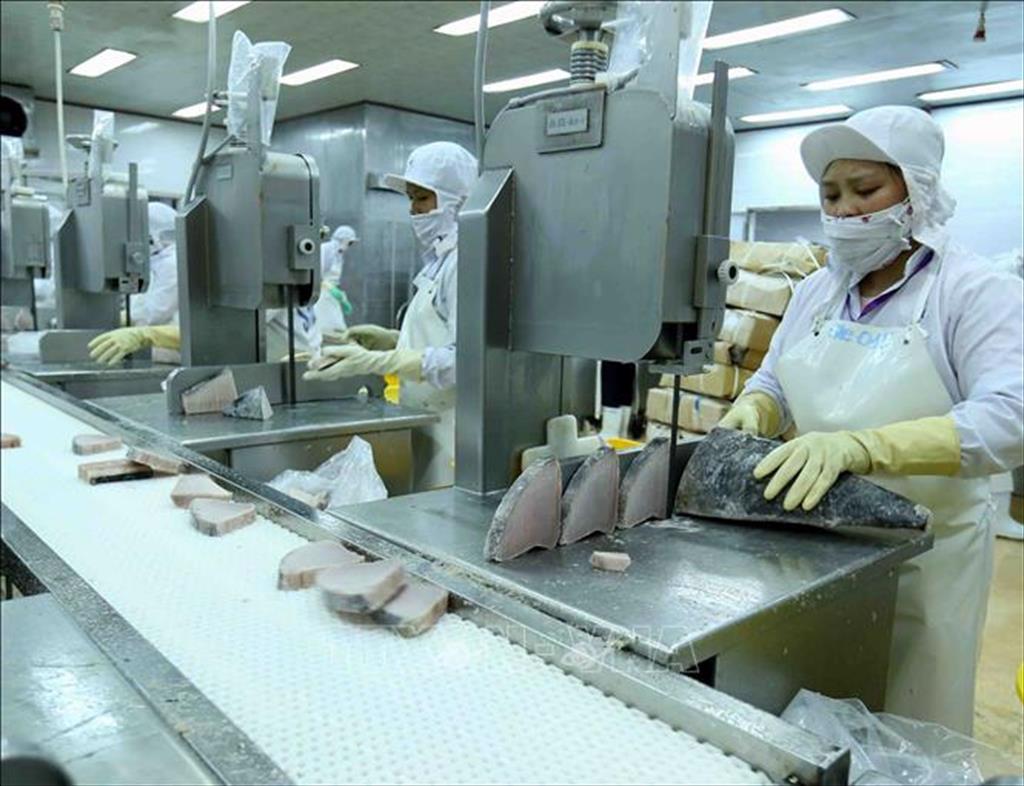 Tháng 52021, Xuất khẩu cá ngừ tăng 48%