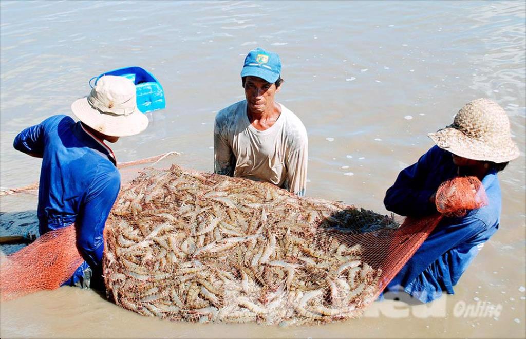 Bạc Liêu Xây dựng Đông Hải trở thành trung tâm sản xuất tôm giống lớn nhất tỉnh