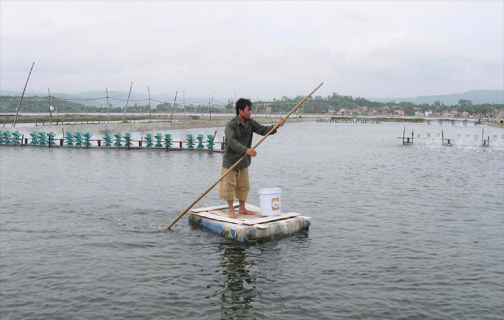 Chủ động ứng phó dịch bệnh, ổn định vùng nuôi tôm