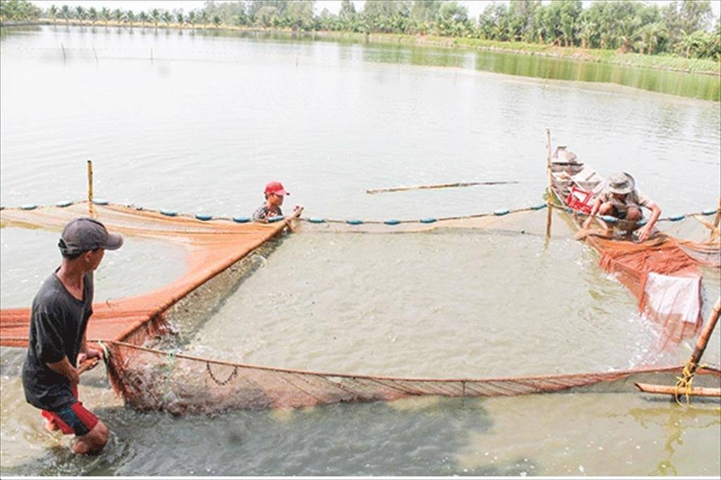 TP Cần Thơ Cờ Ðỏ phát triển mô hình nuôi thủy sản nước ngọt