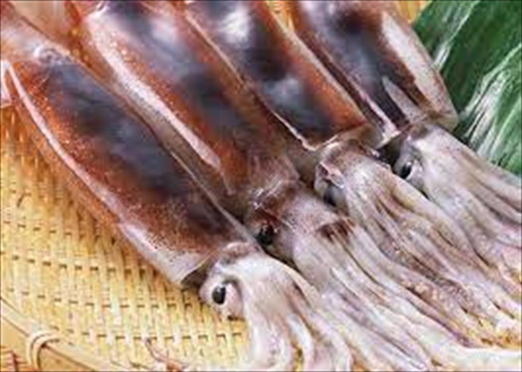 Nhập khẩu mực ống vào Mỹ từ Trung Quốc tăng trong tháng 52021