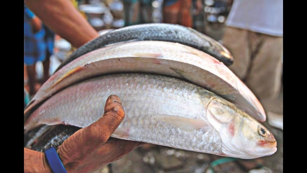 Ngành cá nuôi Bangladesh sẵn sàng thâm nhập thị trường quốc tế