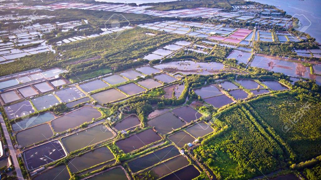 Ấn Độ Giá tôm tăng trong tuần 32