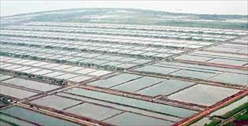 Indonesia Giá tôm chân trắng tiếp tục giảm