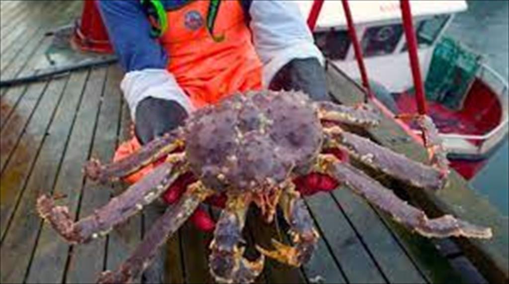 Na Uy tăng xuất khẩu cua trong tháng 72021