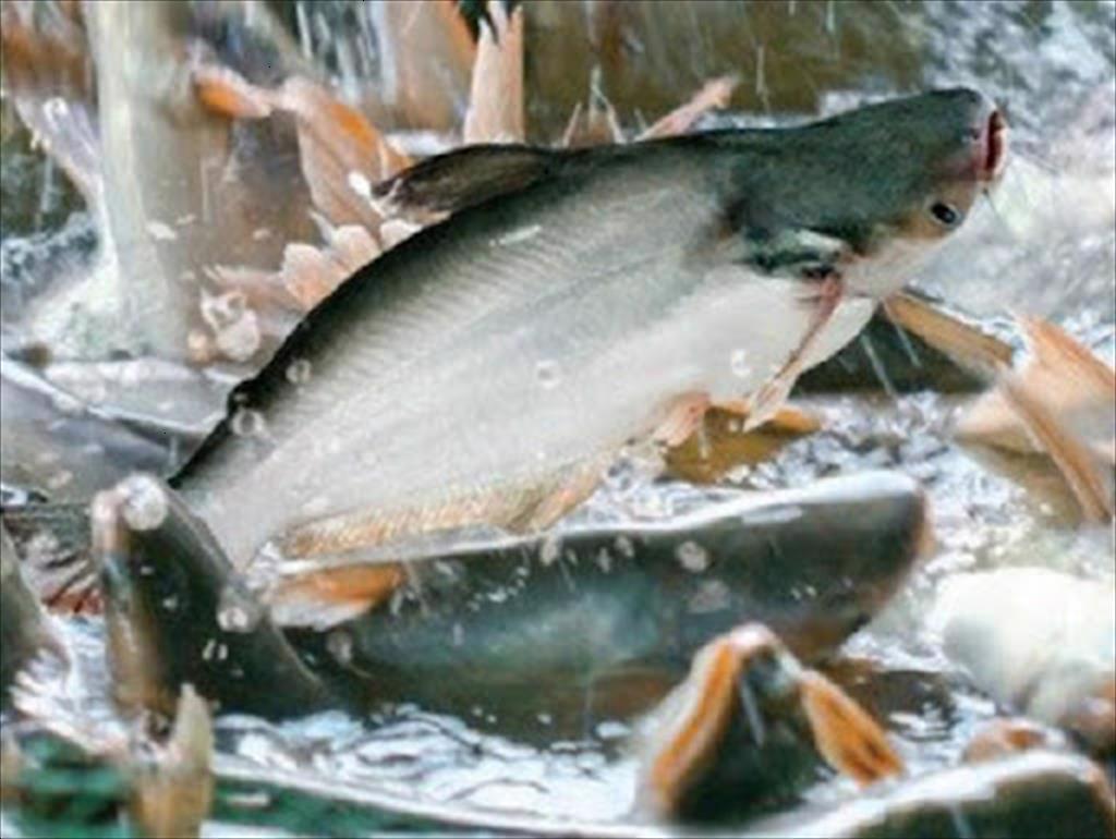 Câu chuyện từ một làng nghề 