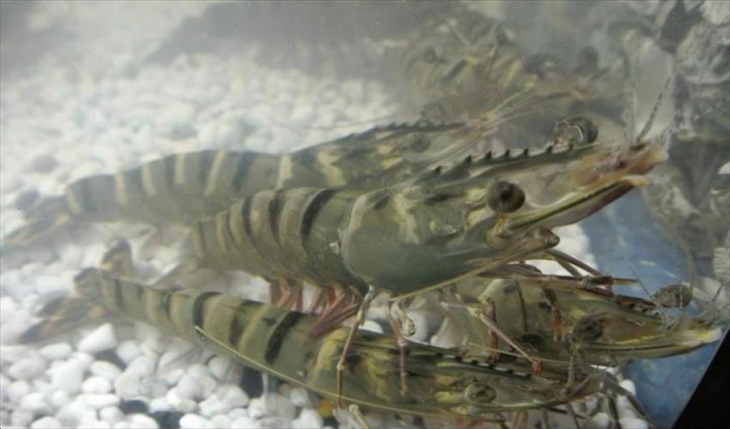 Trung Quốc Người dân chuyển sang nuôi tôm sú nhờ giá cao hơn