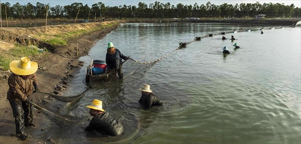 Thái Lan Giá tôm chân trắng nguyên liệu giảm xuống mức thấp nhất
