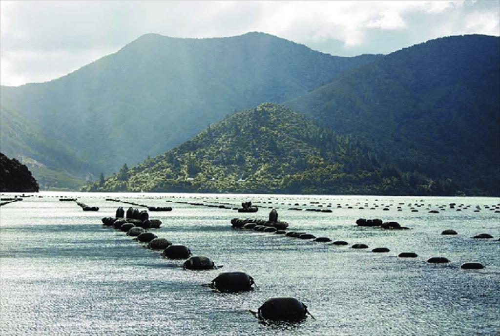 EU Nhập khẩu vẹm từ New Zealand giảm một nửa 