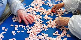 EU Nhập khẩu tôm chế biến từ Greenland giảm trong nửa đầu năm nay