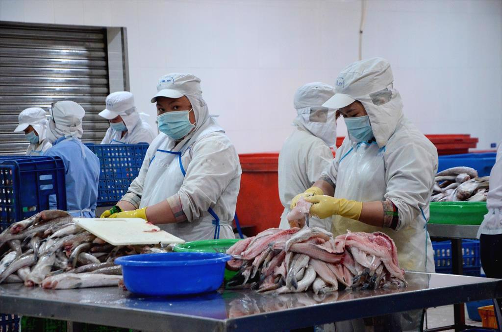 Bà Rịa - Vũng Tàu Nguy cơ thiếu nguyên liệu cho nhà máy thủy sản