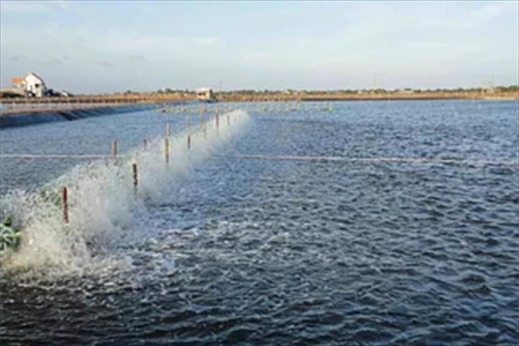 Vạn Ninh Khánh Hòa Tháng 8 sản lượng khai thác và nuôi trồng thủy sản đạt 870 tấn