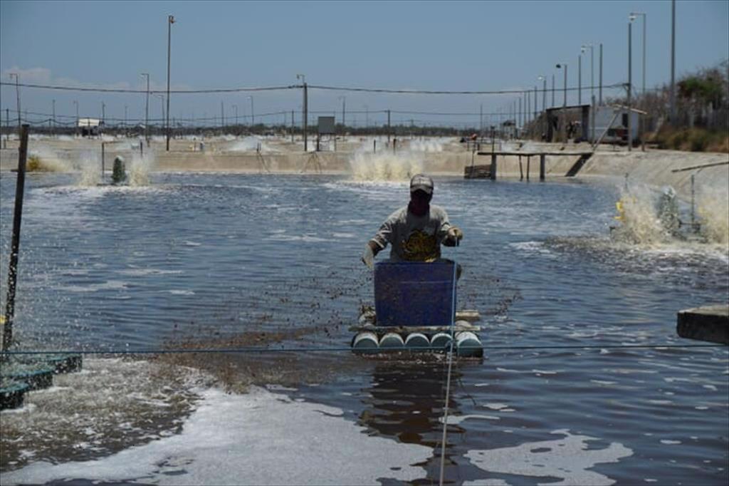 Indonesia Giá tôm tiếp tục giảm trong tuần 33