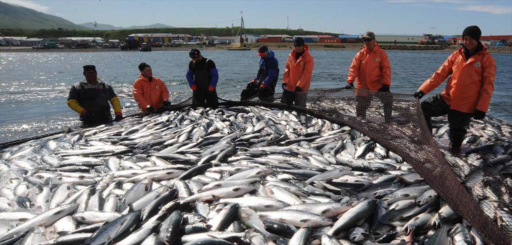 Tổng sản lượng đánh bắt hải sản hoang dã của Nga vẫn ổn định