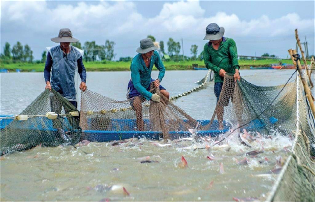 Tìm kiếm giải pháp xử lý ô nhiễm môi trường ao nuôi cá tra tại Đồng Tháp