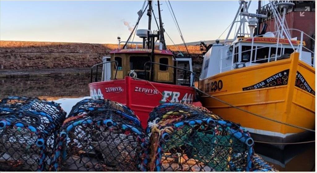 Anh Xuất khẩu thủy sản sang EU giảm trong nửa đầu năm nay do Covid và Brexit 