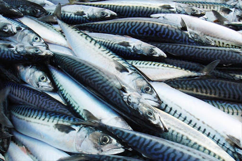 Phillippine cần tăng nhập khẩu cá để giải quyết áp lực giá cả