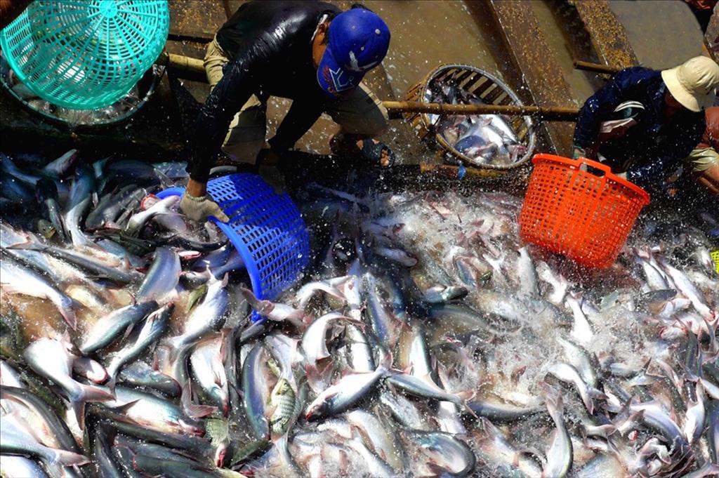 “Mở đường bơi” giúp nông dân tiêu thụ cá quá lứa