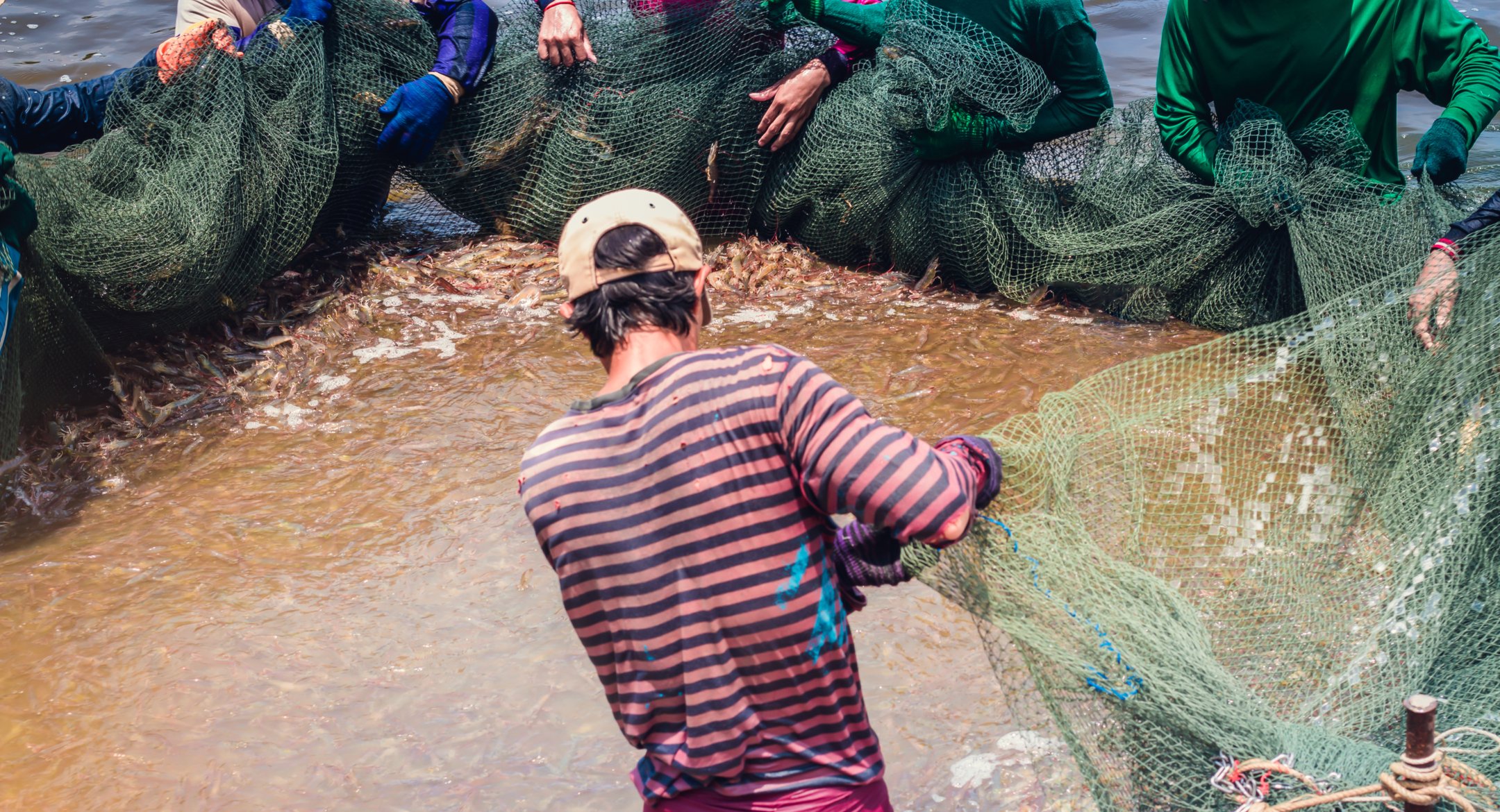 Ấn Độ Giá tôm nguyên liệu tăng trong tuần 36 