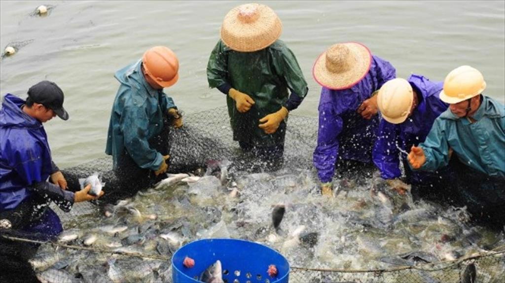 EU Nhập khẩu cá rô phi đông lạnh từ Trung Quốc giảm trong nửa đầu năm nay 