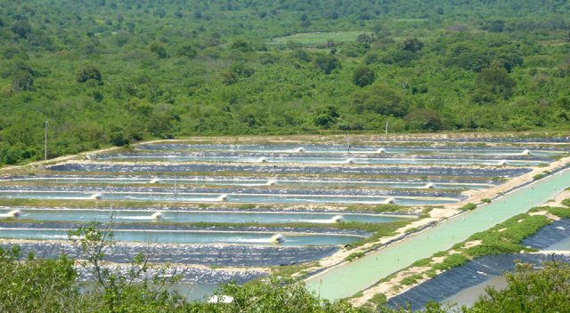 Ecuador Giá tôm tăng do nhu cầu cao từ các thị trường 