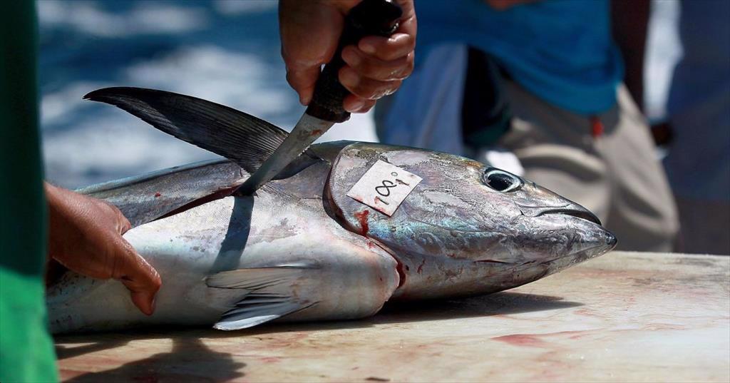 Sản lượng cá ngừ tại đông Thái Bình Dương tăng trong tháng 72021