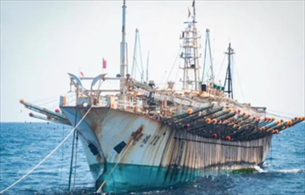 Nhật Bản tăng nhập khẩu mực ống Humboldt từ Peru 